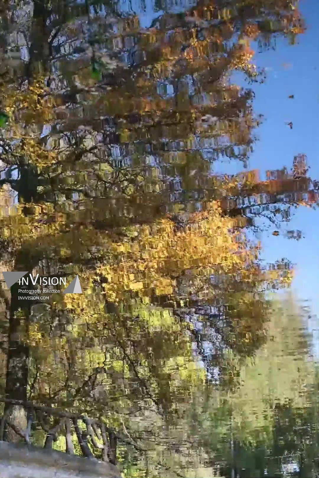 Tree Reflection. Music by Lloyd Cole - There's Something About Mary - Margo's Waltz sw_Moment